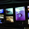 Video monitors showing different species of whales (1648 visits) Video monitors showing different species of whales